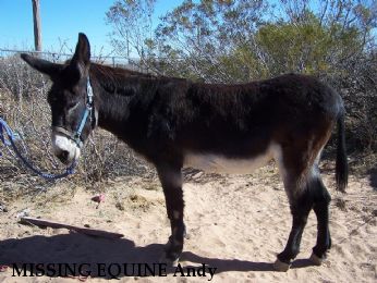 MISSING EQUINE Andy & Babalu, Near Chaparral, NM, NM, 88081